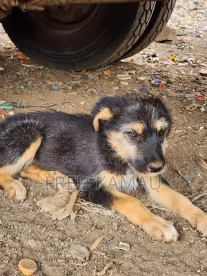 1-3 months Female Mixed Breed Rottweiler