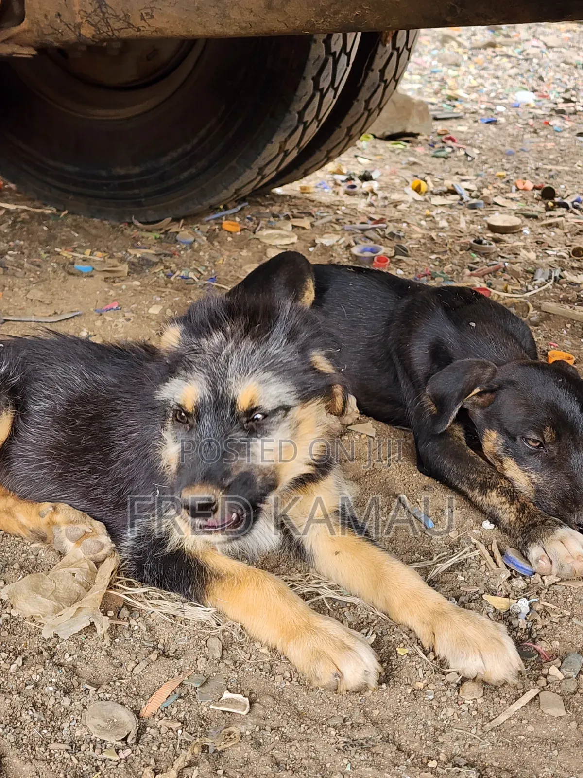 1-3 months Female Mixed Breed Rottweiler