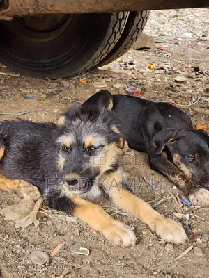 1-3 months Female Mixed Breed Rottweiler