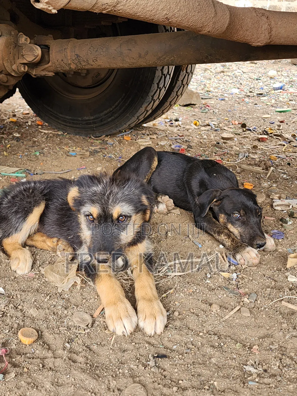 1-3 months Female Mixed Breed Rottweiler