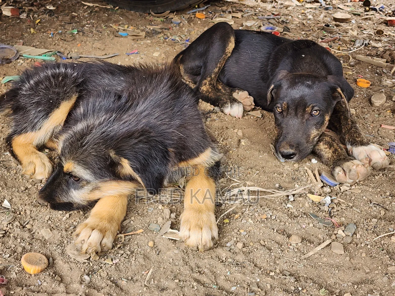 1-3 months Female Mixed Breed Rottweiler