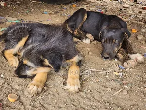 1-3 months Female Mixed Breed Rottweiler