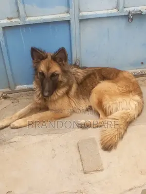 1+ year Female Purebred German Shepherd