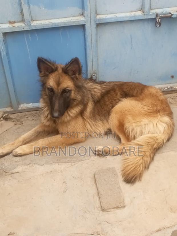 1+ year Female Purebred German Shepherd