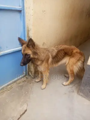 1+ year Female Purebred German Shepherd