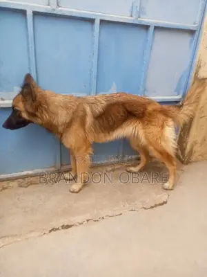 1+ year Female Purebred German Shepherd
