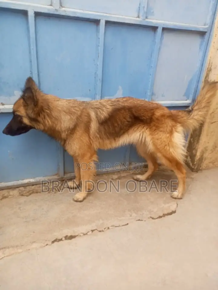 1+ year Female Purebred German Shepherd