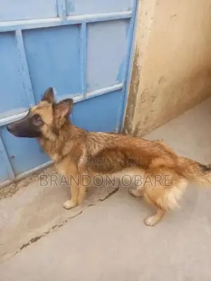 1+ year Female Purebred German Shepherd