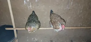 Pure Kuku Kienyeji for Sale
