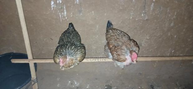 Pure Kuku Kienyeji for Sale