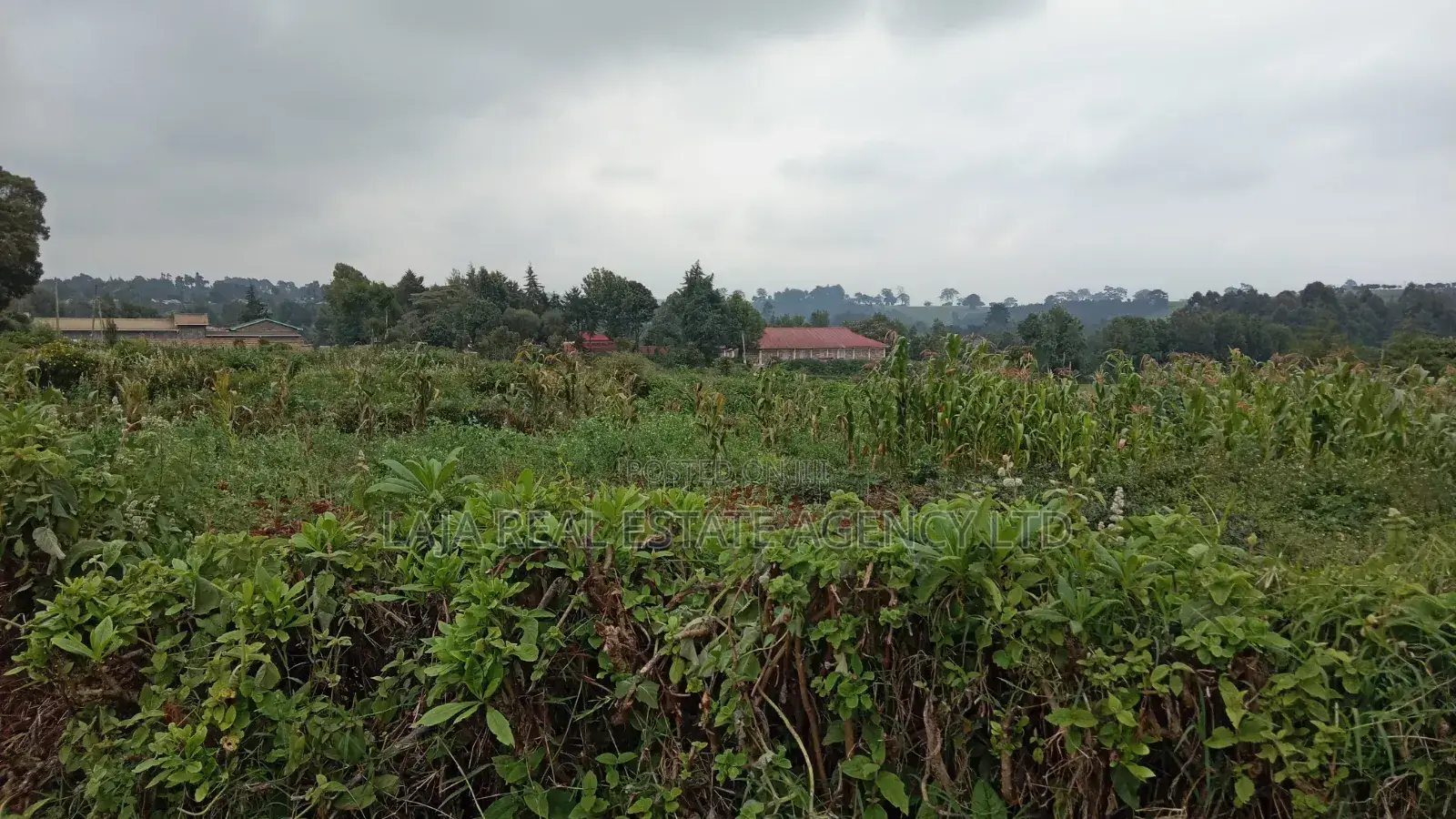 Plot to Sell,Limuru
