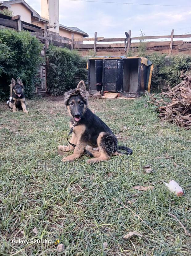 1-3 months Male Purebred German Shepherd