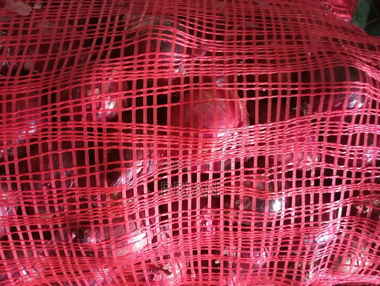Dried Neptune Onions