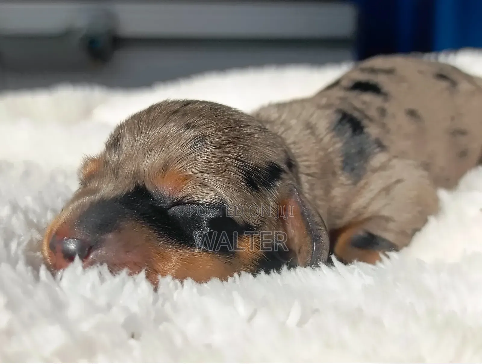 1-3 months Female Purebred Dachshund