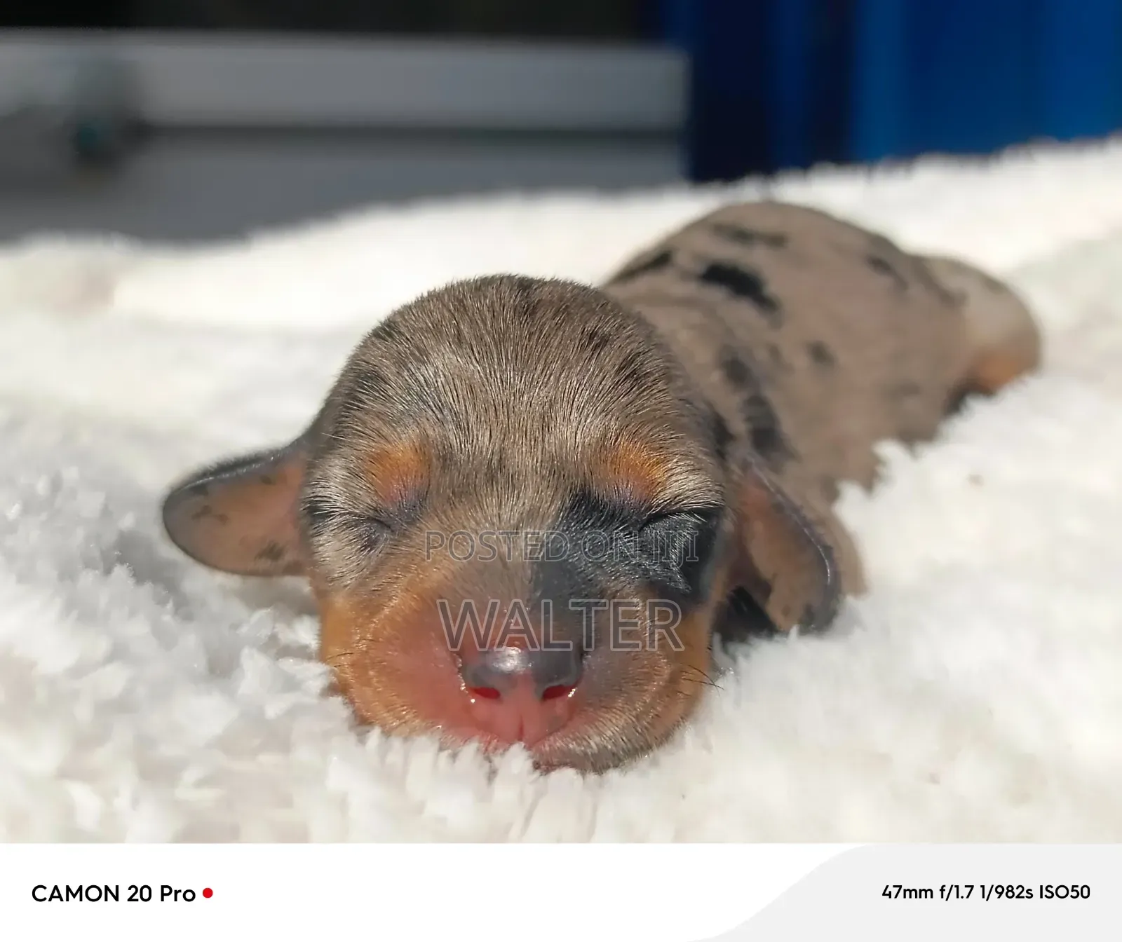 1-3 months Female Purebred Dachshund