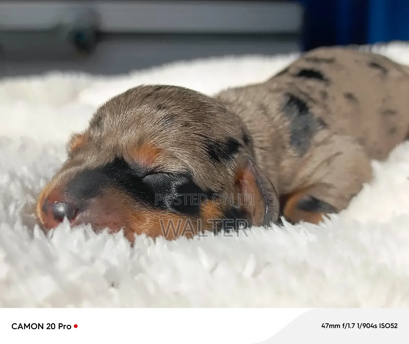1-3 months Female Purebred Dachshund
