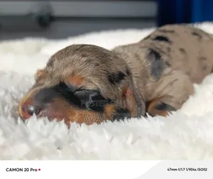 1-3 months Female Purebred Dachshund