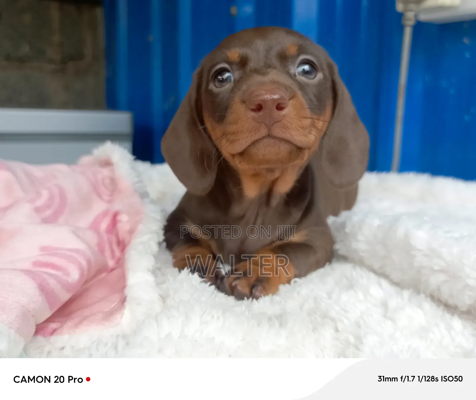 1-3 months Male Purebred Dachshund