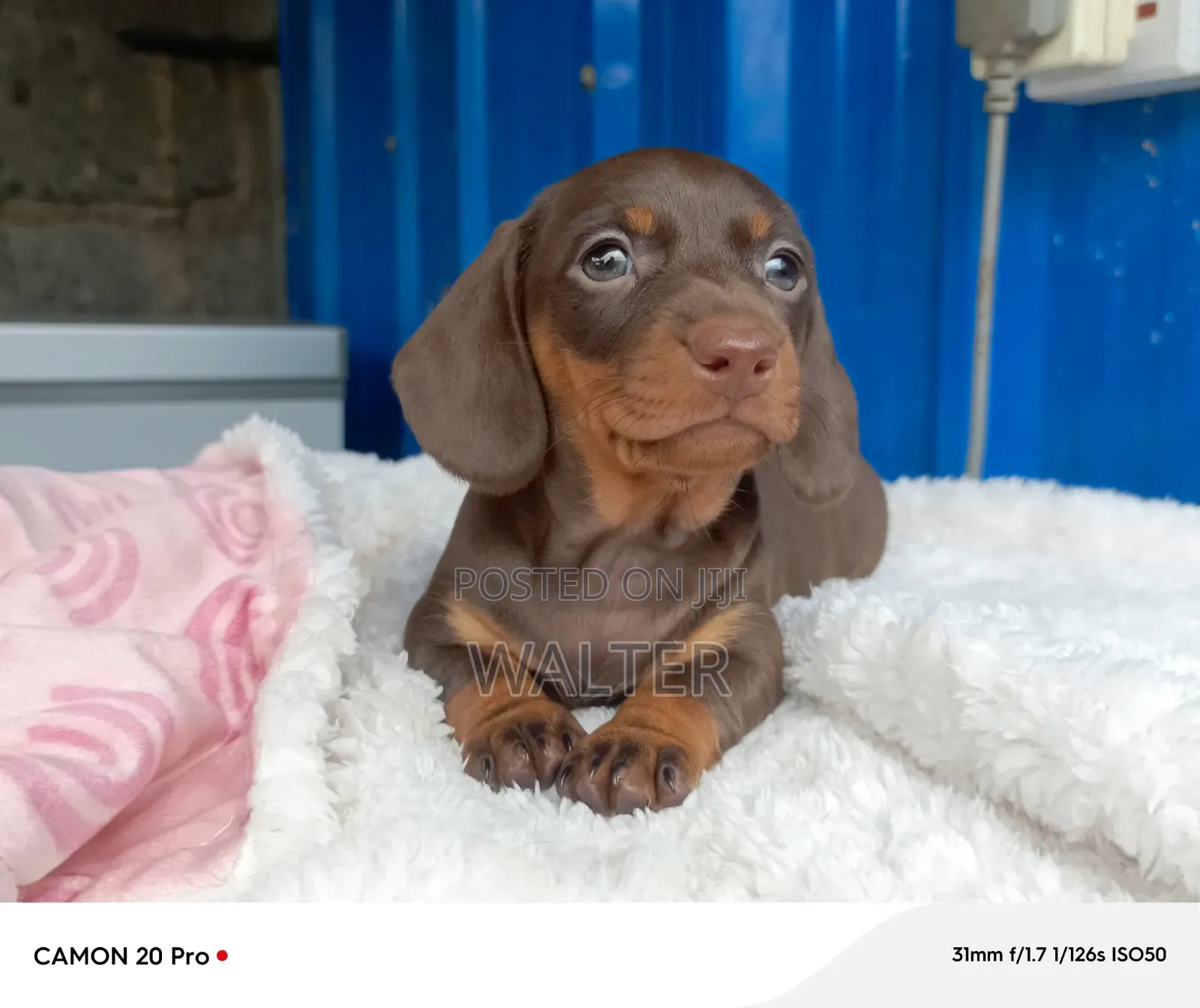 1-3 months Male Purebred Dachshund