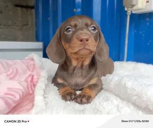 1-3 months Male Purebred Dachshund