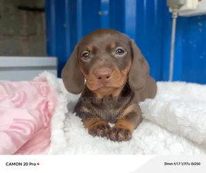 1-3 months Male Purebred Dachshund