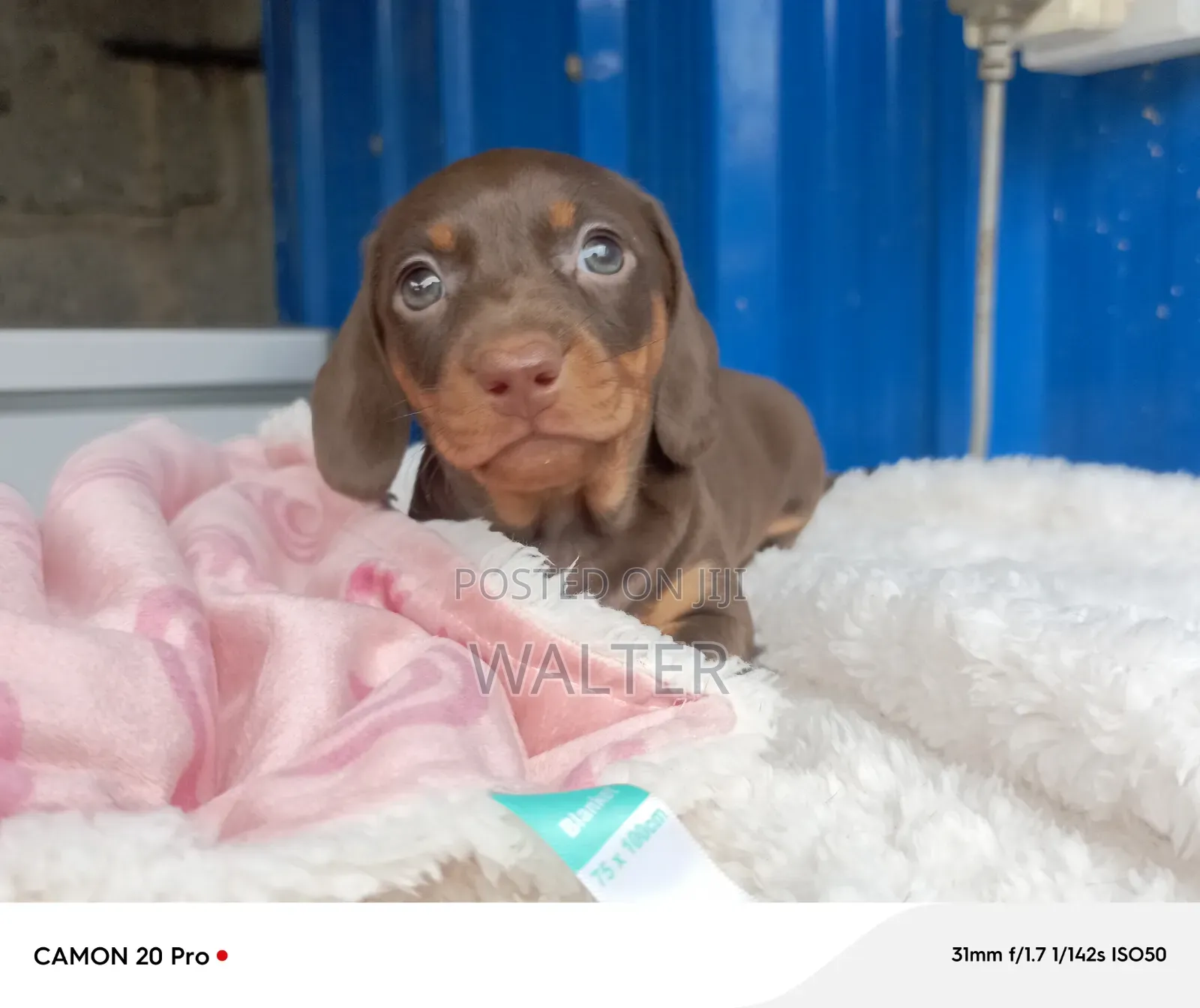 1-3 months Male Purebred Dachshund