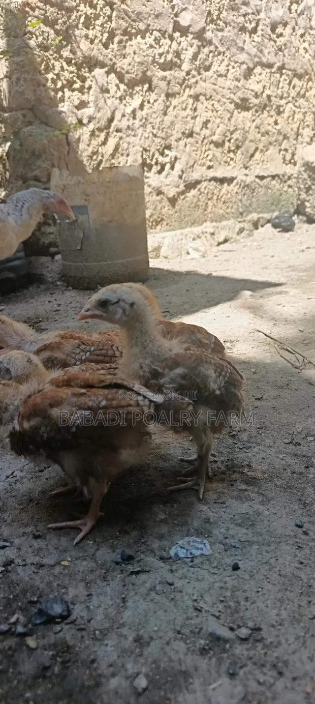 Kienyeji Chicks