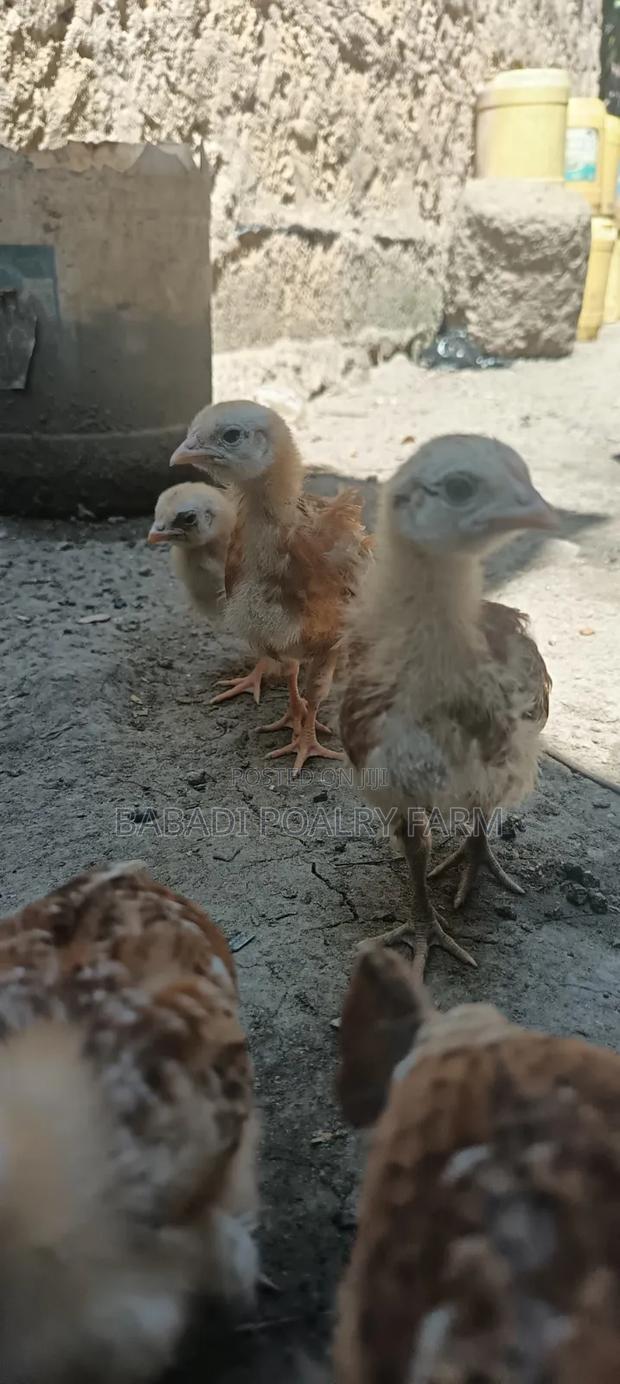 Kienyeji Chicks - thumbnail 2