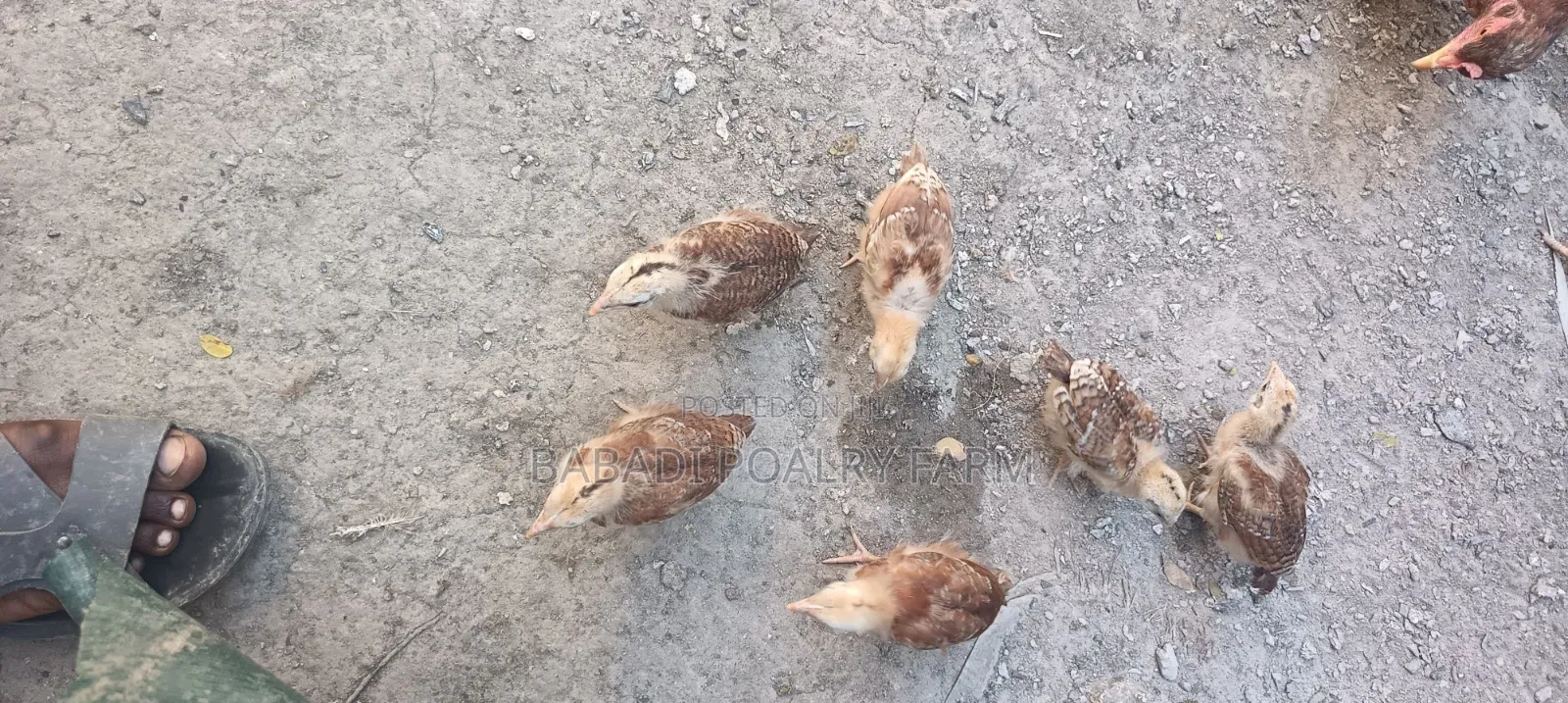 Kienyeji Chicks
