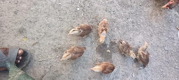 Kienyeji Chicks - thumbnail 3