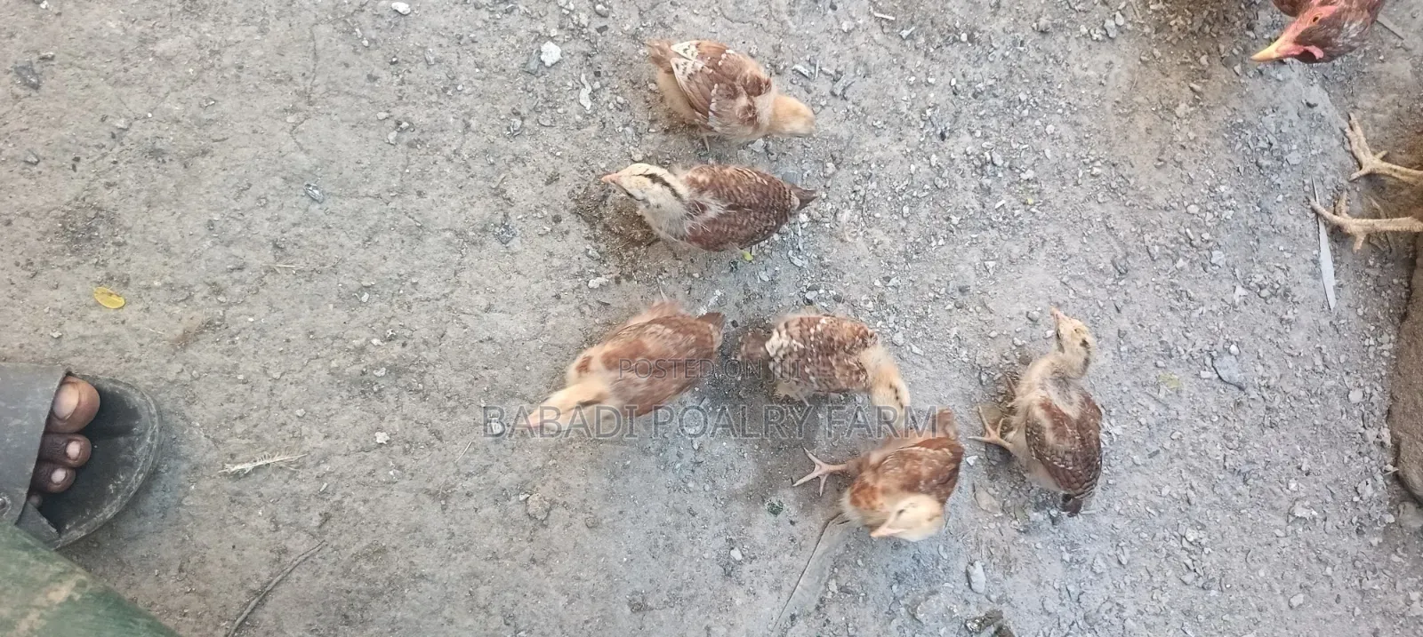 Kienyeji Chicks