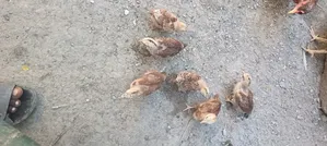 Kienyeji Chicks