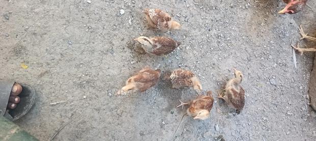 Kienyeji Chicks - thumbnail 4