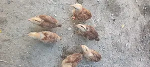 Kienyeji Chicks
