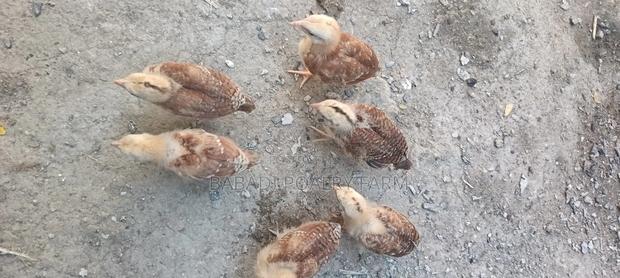 Kienyeji Chicks - thumbnail 5