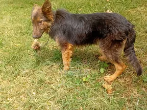 6-12 months Female Purebred German Shepherd