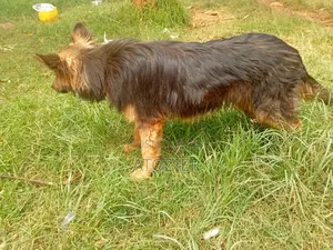 6-12 months Female Purebred German Shepherd