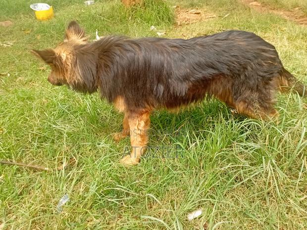 6-12 months Female Purebred German Shepherd - thumbnail 2