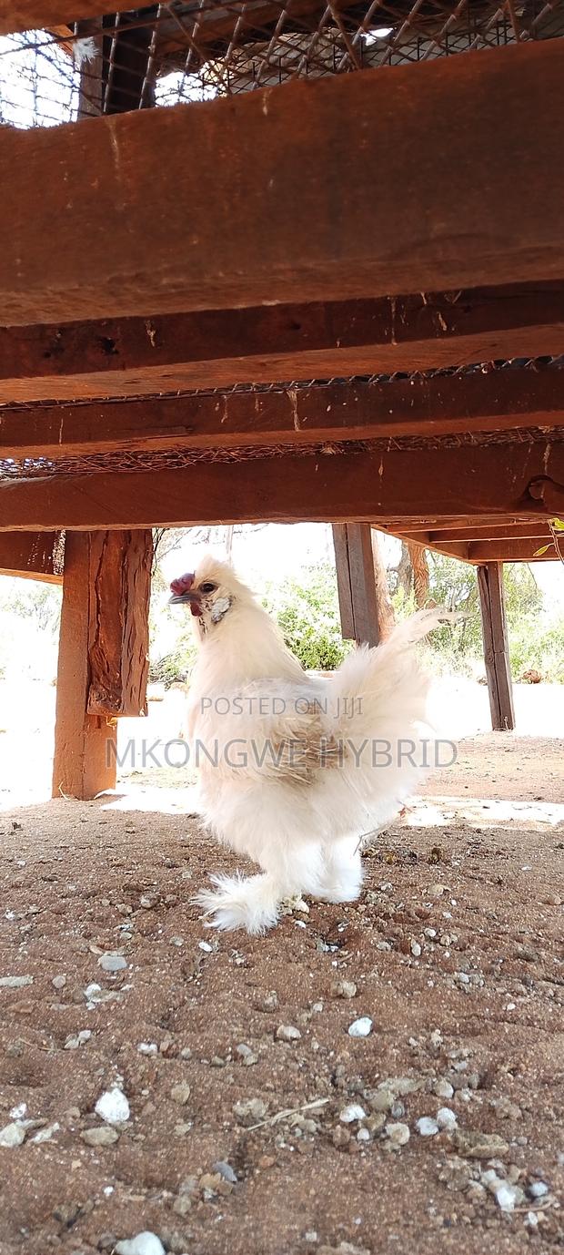 Matured Silkie Male Chicken
