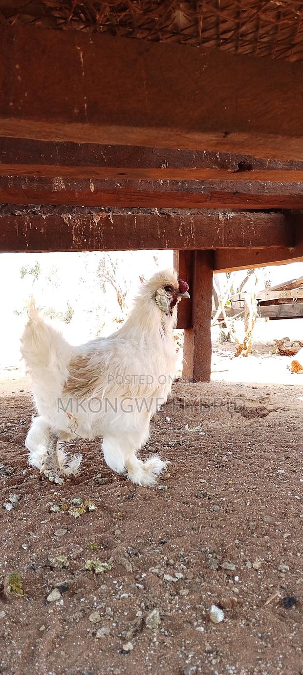 Matured Silkie Male Chicken - thumbnail 3