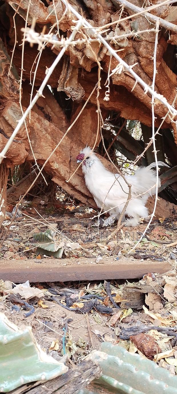 Matured Silkie Male Chicken - thumbnail 4