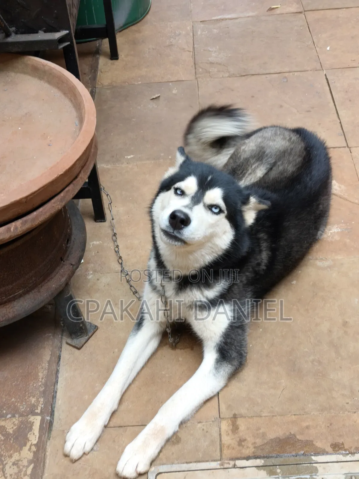 6-12 months Female Purebred Siberian Husky