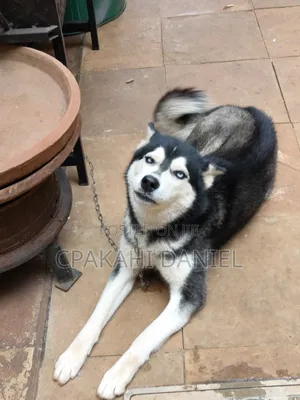 6-12 months Female Purebred Siberian Husky