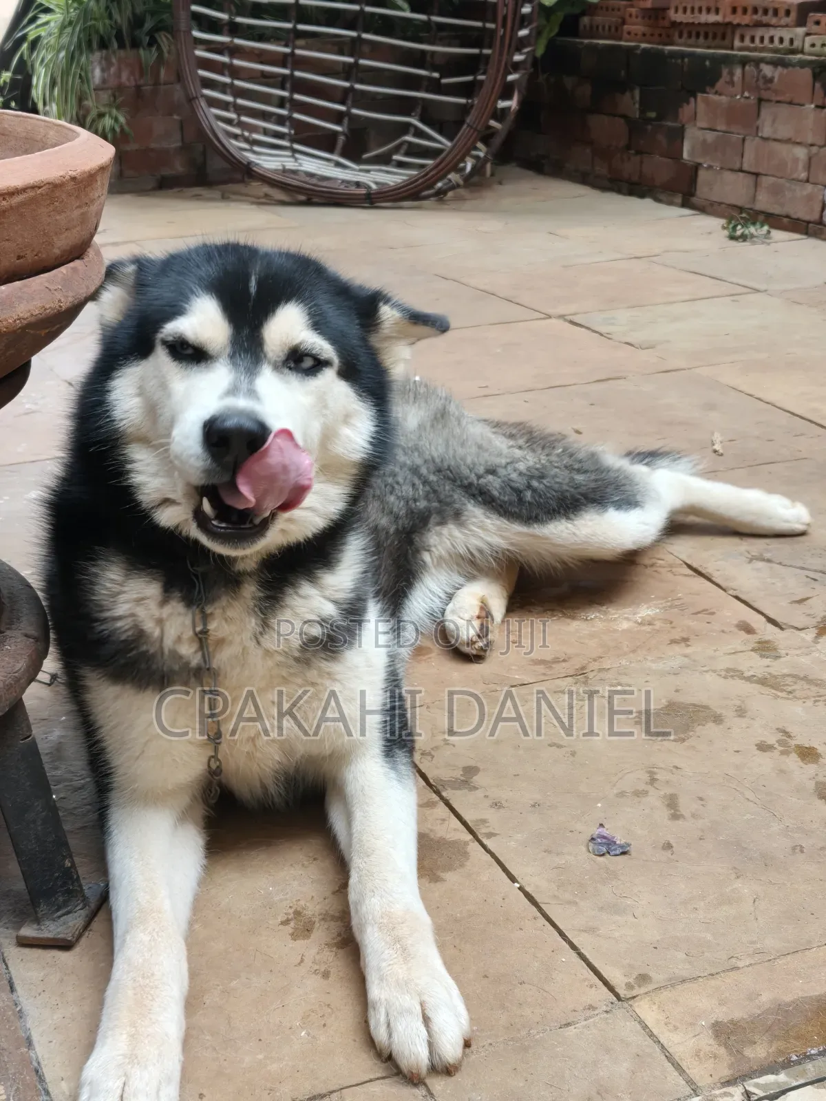 6-12 months Female Purebred Siberian Husky