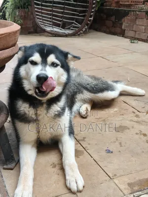 6-12 months Female Purebred Siberian Husky