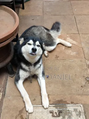 6-12 months Female Purebred Siberian Husky