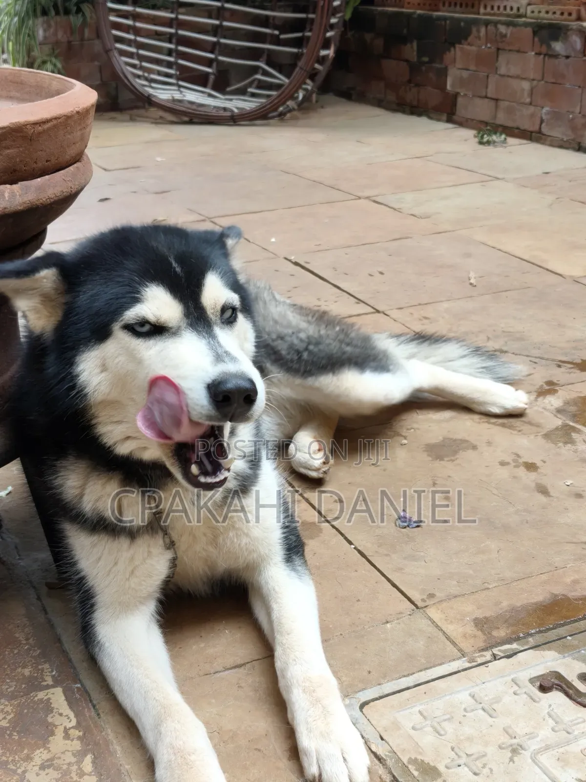 6-12 months Female Purebred Siberian Husky