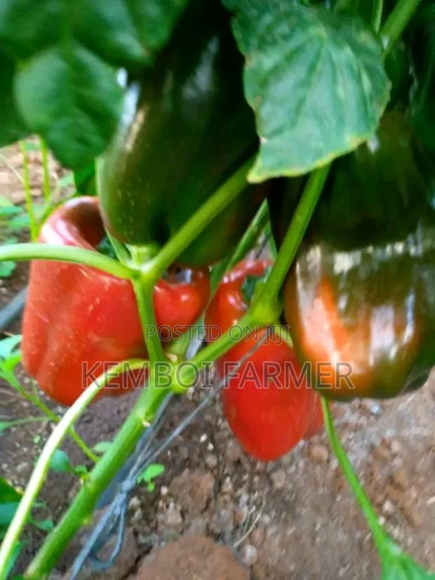 Capsicums Both Green and Colored - thumbnail 5