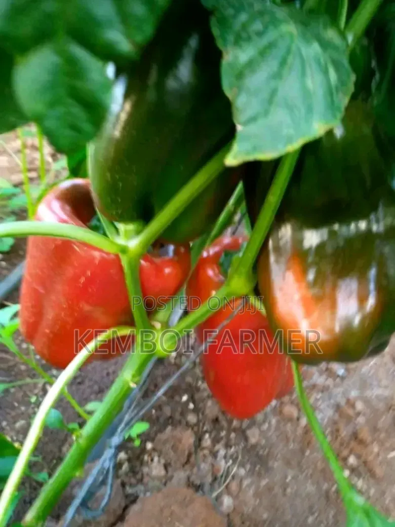 Capsicums Both Green and Colored