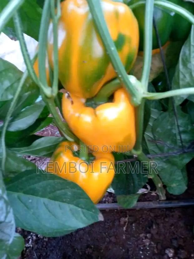 Capsicums Both Green and Colored - thumbnail 6